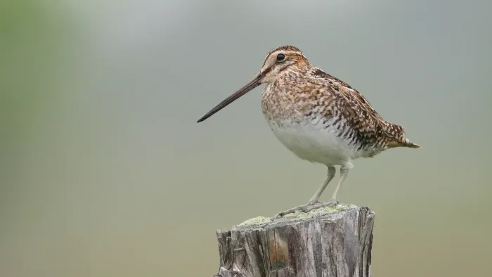 File:Gallinago-delicata-002.jpg