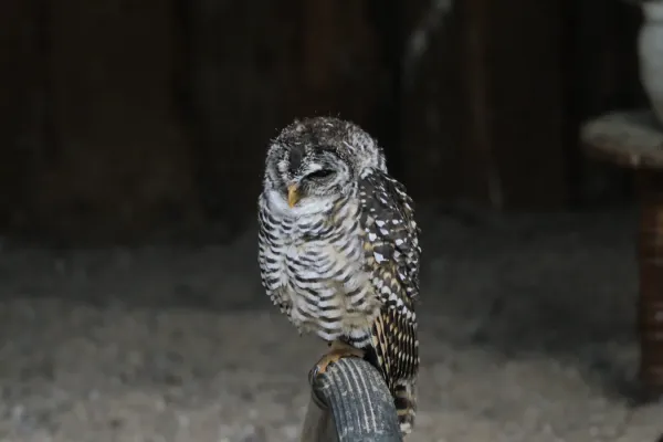File:Chaco-Kauz (Strix chacoensis) (20234749983).jpg