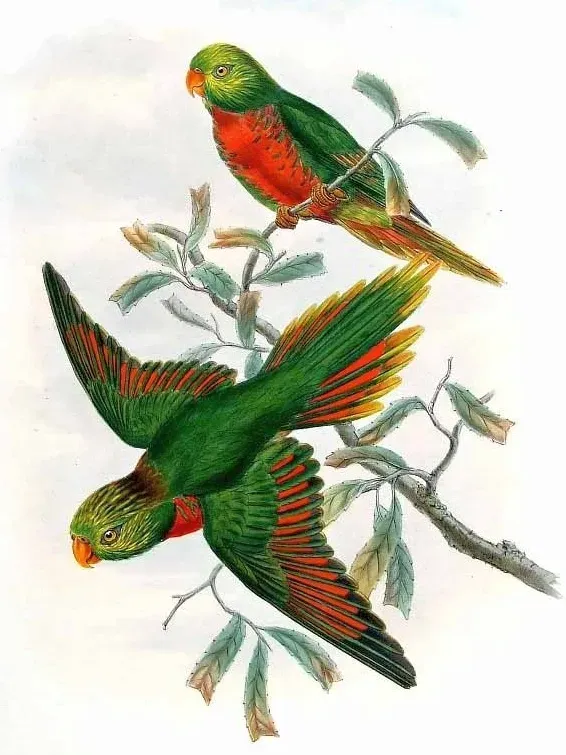 File:Neopsittacus pullicauda.jpg