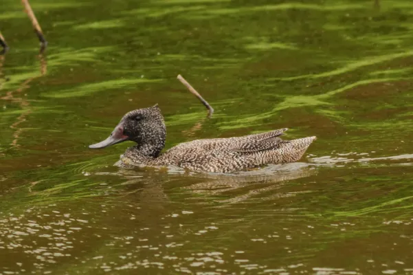 File:Stictonetta naevosa, Coolart Wetlands 1.jpg