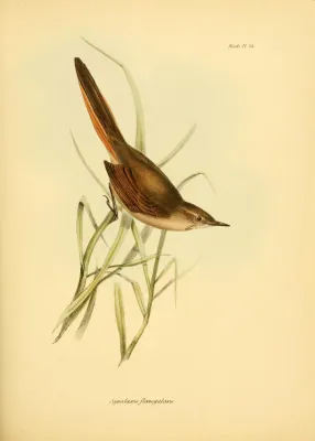File:Asthenes pyrrholeuca - Gould.jpg
