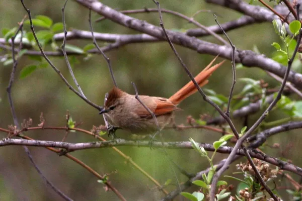 File:Brown-capped Tit-Spinetail (Leptasthenura fuliginiceps) (8077613879).jpg