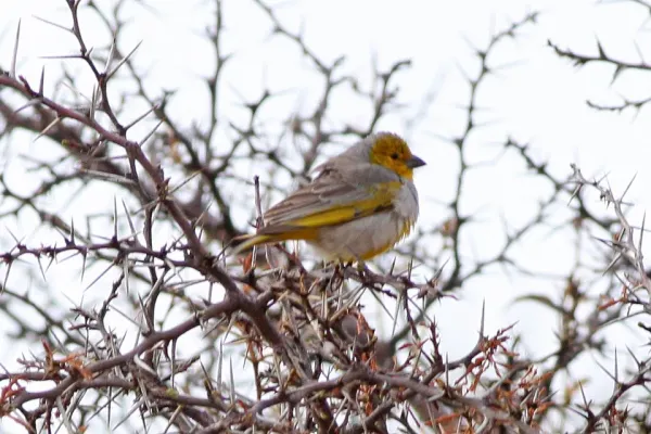 File:Citron-headed Yellow-Finch (Sicalis luteocephala) (8077605702).jpg