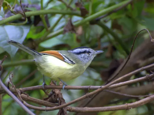 File:Herpsilochmus rufimarginatus.jpg