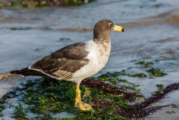 File:Gaviota peruana (Larus belcheri), puerto de Paracas, Perú, 2015-07-29, DD 14.JPG