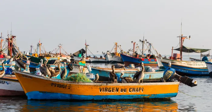 File:Pelícanos peruanos (Pelecanus thagus), puerto de Paracas, Perú, 2015-07-29, DD 06.JPG