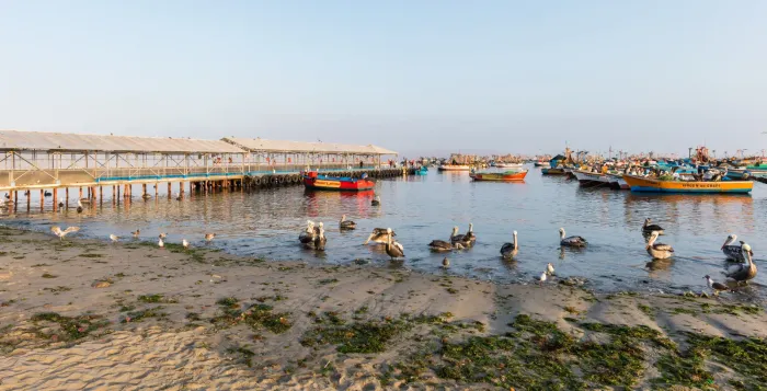File:Pelícanos peruanos (Pelecanus thagus), puerto de Paracas, Perú, 2015-07-29, DD 04.JPG