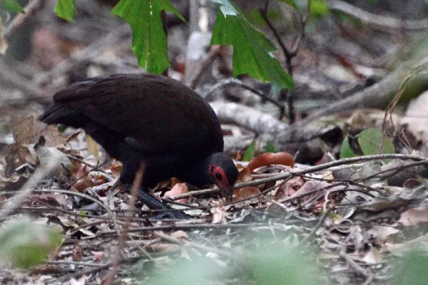 File:Megapodius cumingii gilbertii - Tangkoko.JPG