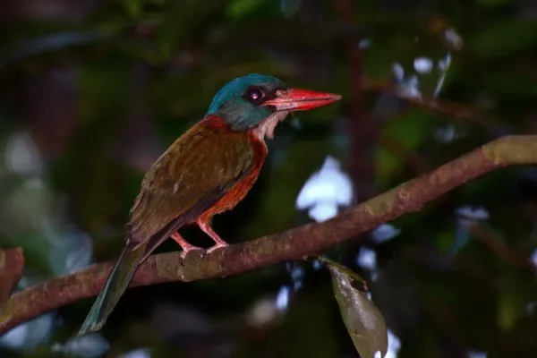 File:Actenoides monachus - Tangkoko.JPG
