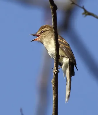 File:Cnemotriccus fuscatus - Fuscous flycatcher.JPG