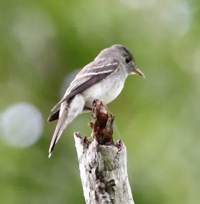 File:Contopus virens - Eastern pewee.JPG
