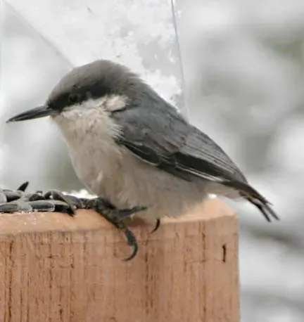 File:Pygmy Nuthatch (Sitta pygmaea) at a feeder.jpg