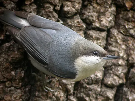 File:Pygmy Nuthatch (Sitta pygmaea)2 -California.jpg