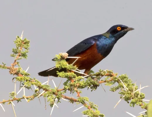 File:Lamprotornis shelleyi, Omo South Ethiopia, Lip Kee 2015 ((CC BY-SA 2.0).jpg