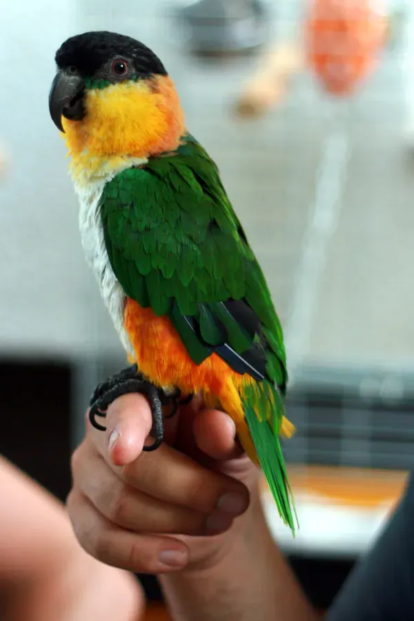 File:Black-headed Parrot (Pionites melanocephalus) -side.jpg