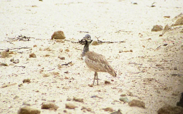 File:Neotis ludwigii 19990731 140000b.jpg
