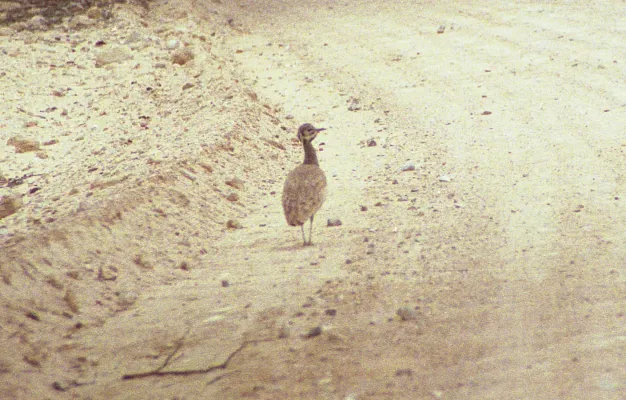 File:Neotis ludwigii 19990731 140000a.jpg