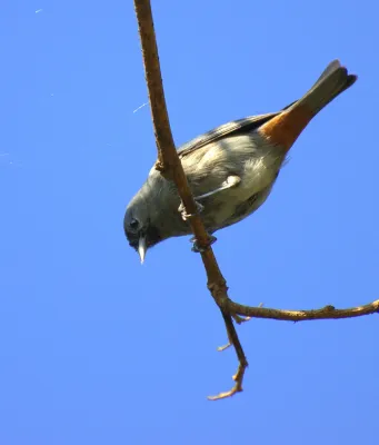 File:Conirostrum speciosum.jpg