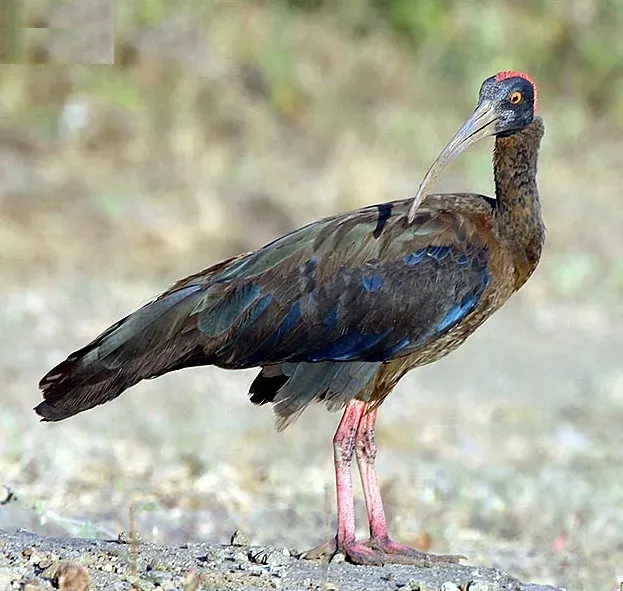 File:Pseudibis papillosa.jpg