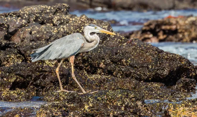 File:Garza azulada (Ardea herodias), Las Bachas, isla Santa Cruz, islas Galápagos, Ecuador, 2015-07-23, DD 12 ver II.jpg