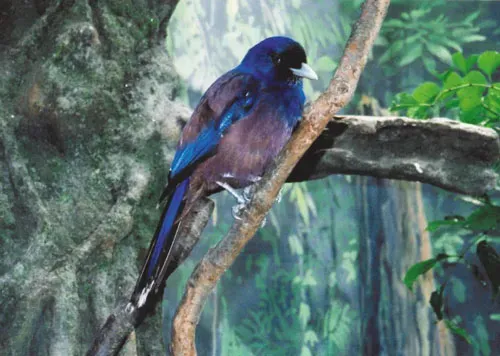 File:Garrulus lidthi.jpg