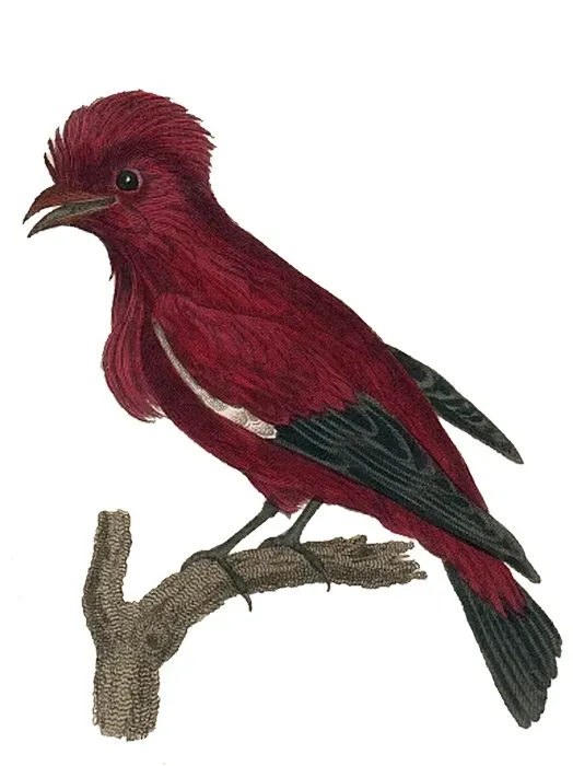 File:Haematoderus militaris.jpg