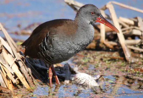 File:Rallus caerulescens caught and killed a frog at Marievale Nature Reserve (8689013107).jpg