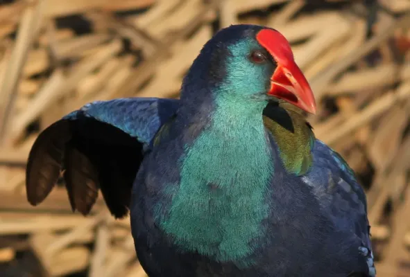 File:Porphyrio madagascariensis at Marievale Nature Reserve (8830494738).jpg