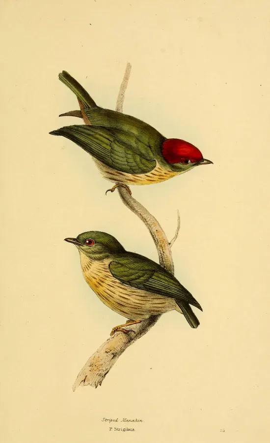 File:A selection of the birds of Brazil and Mexico (Plate 25) (Machaeropterus regulus).jpg