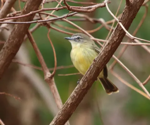 File:Inezia caudata - Pale-tipped inezia.jpg