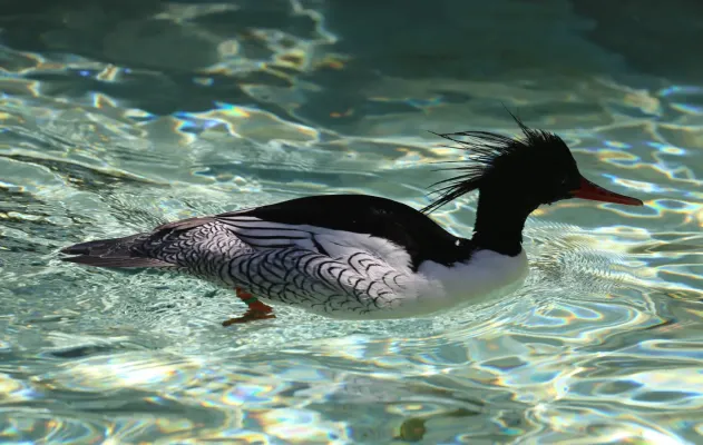File:Schuppensaeger Mergus squamatus Zoo Augsburg-01.jpg