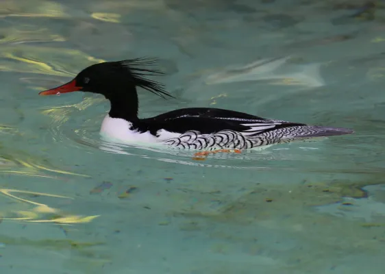File:Schuppensaeger Mergus squamatus Zoo Augsburg-03.jpg
