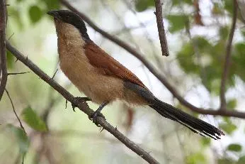 File:Centropus senegalensis.JPG