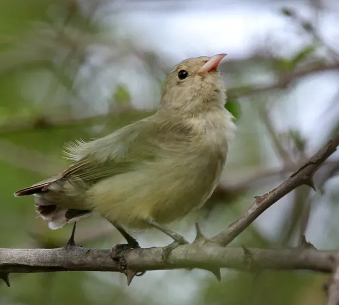 File:Pale-billed Flowerpecker (Dicaeum erythrorhynchos) preening in Hyderabad, AP W IMG 7326.jpg