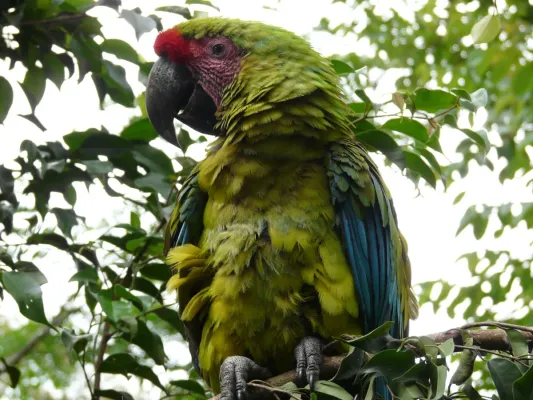 File:Ara macaw militaris.jpg