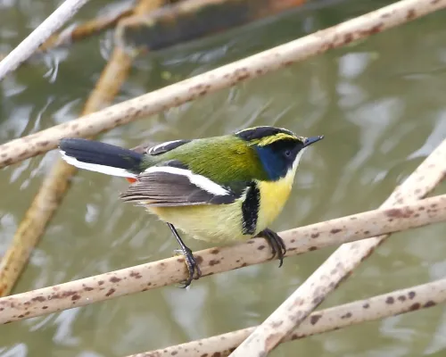 File:Tachuris rubrigastra - Many-coloured rush-tyrant.JPG