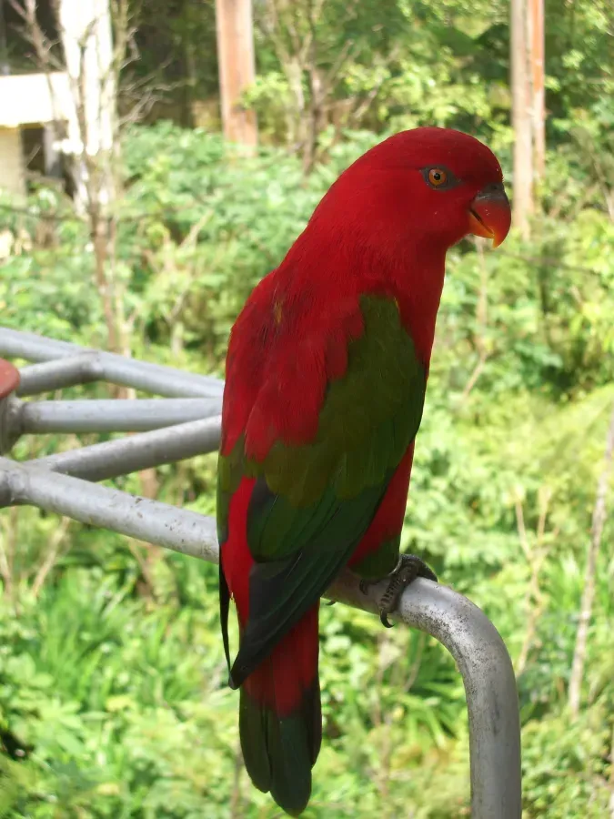 File:Chattering Lory (Lorius garrulus)3.jpg