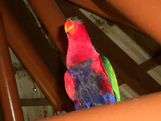 File:Black-capped Lory (Lorius lory)9.jpg