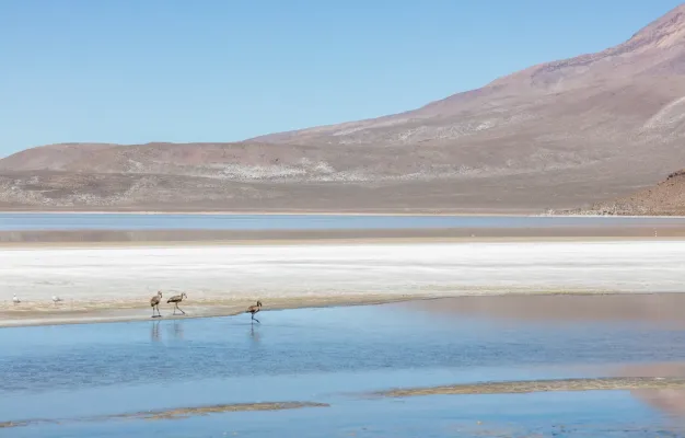 File:Flamencos de James (Phoenicoparrus jamesi), Laguna de Salinas, Arequipa, Perú, 2015-08-02, DD 20.JPG