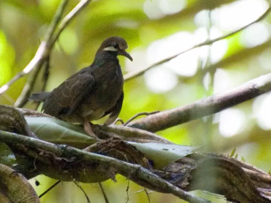 File:Leptotrygon veraguensis, Selva Verde, Costa Rica.jpg