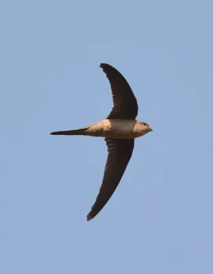 File:Asian Palm Swift Cypsiurus balasiensis by Dr. Raju Kasambe DSC 3115 (3).JPG