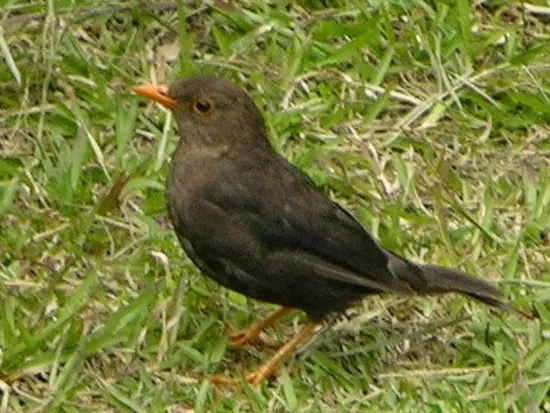 File:Turdus-poliocephalus.jpg
