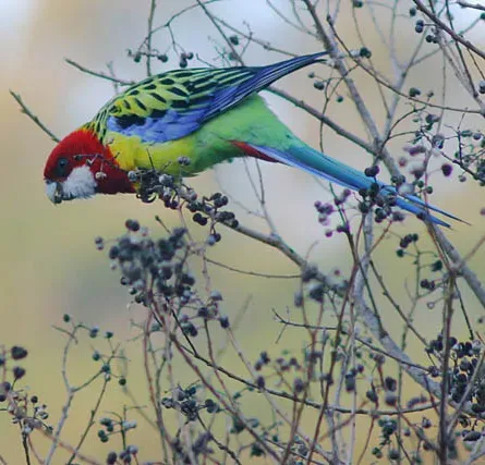 File:Eastern Rosella (Platycercus eximius) in tree-2c.jpg