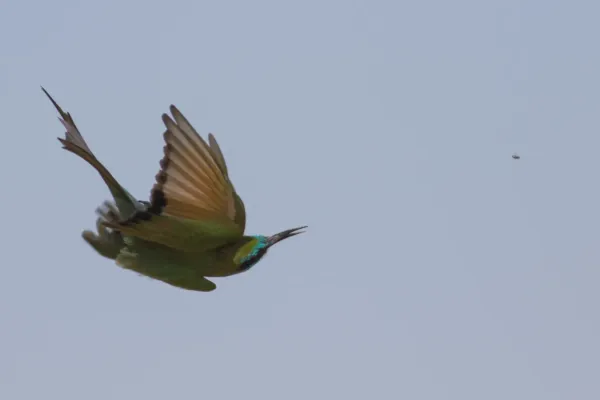 File:Arabian Green Bee-eater (Merops cyanophrys), Sde Boker, Israel 2.jpg