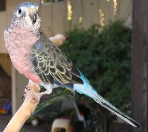 File:Bourkes Parrot (Neopsephotus bourkii)9.jpg