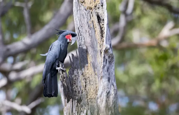 File:Probosciger aterrimus, Cape York 1.jpg