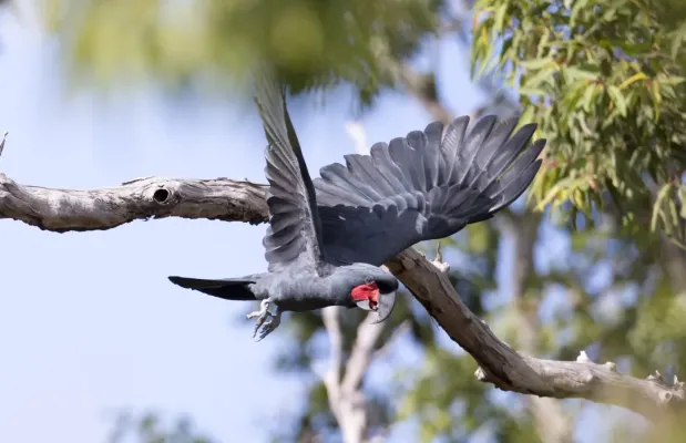 File:Probosciger aterrimus, Cape York 2.jpg