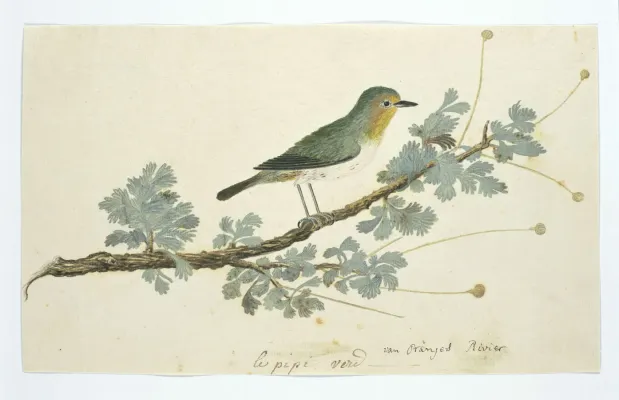 File:Brilvogel (Zosterops pallidus).jpeg