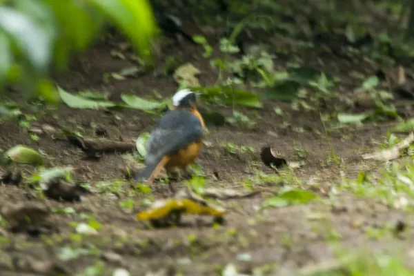 File:Cossypha niveicapilla, Kakamega, Kenya.jpg