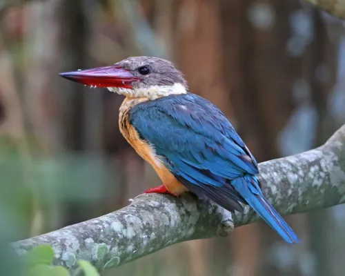 File:Stork-billed Kingfisher (Pelargopsis capensis) (21449693520).jpg